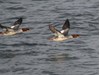 Photo of Common Merganser - Mergus merganser